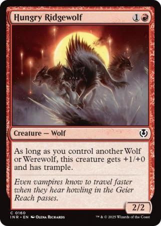 Hungry Ridgewolf - 0160