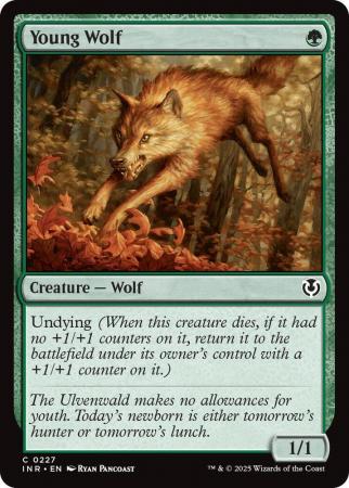 Young Wolf - 0227